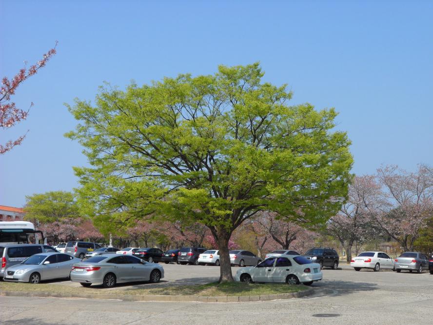 SAM_7208.JPG
