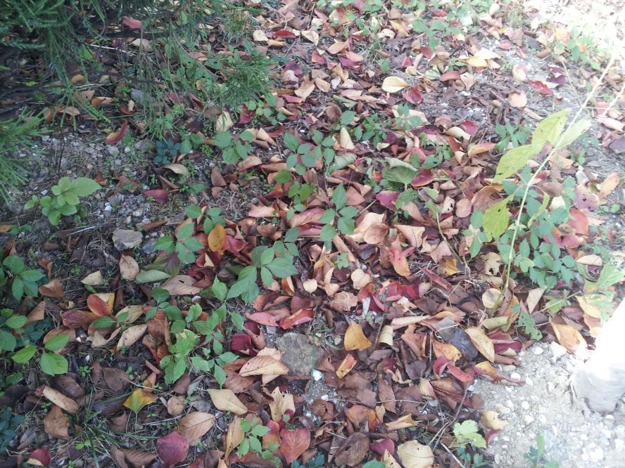 MyPhoto_1104069201_0284.jpg