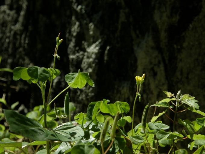 P6110058.JPG